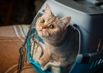 Quy định vận chuyển động vật cảnh trên khoang hành khách của Vietnam Airlines